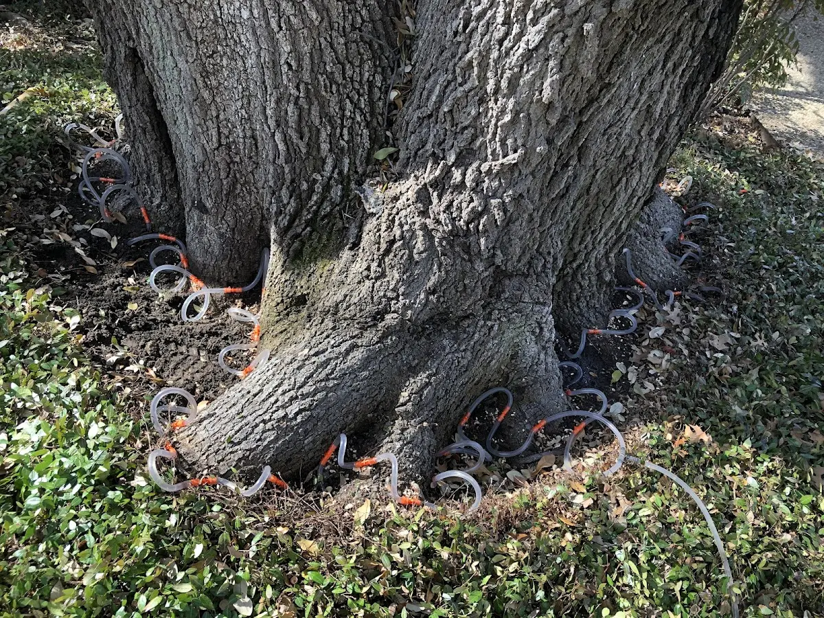 Detailed Tree Cabling and Bracing job site in Oakland